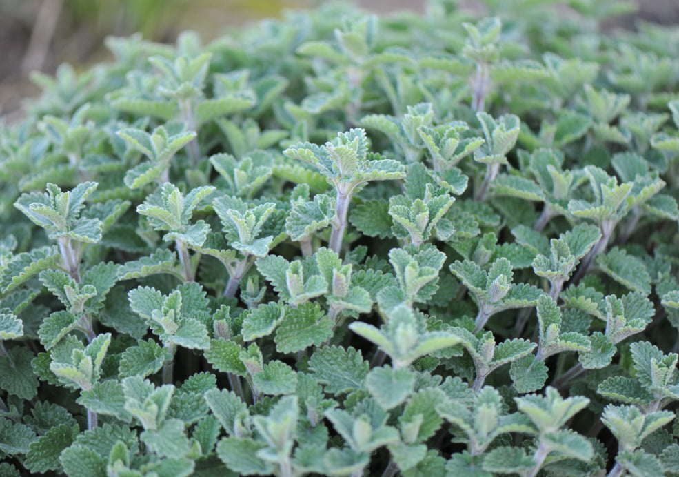 Thrives with Minimal Water and Fuss. Thrives with Minimal Water and Fuss.