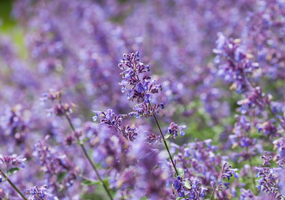 Nepeta: A Soft and Scented Beauty for the Garden. Nepeta: A Soft and Scented Beauty for the Garden.