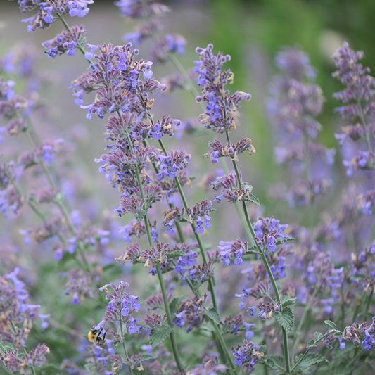Nepeta 'Six Hills Giant' Nepeta 'Six Hills Giant'