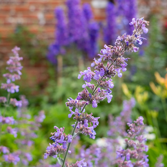 Nepeta racemosa 'Walker's Low' Nepeta racemosa 'Walker's Low'