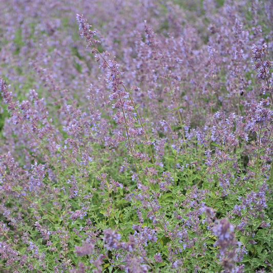 Nepeta racemosa 'Walker's Low' Nepeta racemosa 'Walker's Low'