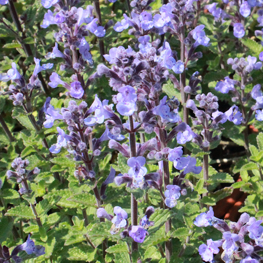 Nepeta x faassenii 'Purrsian Blue' Nepeta x faassenii 'Purrsian Blue'