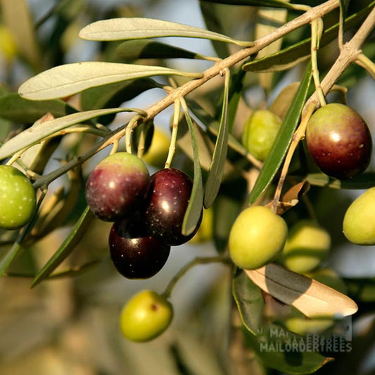 Olea europaea - Olive Tree Olea europaea - Olive Tree