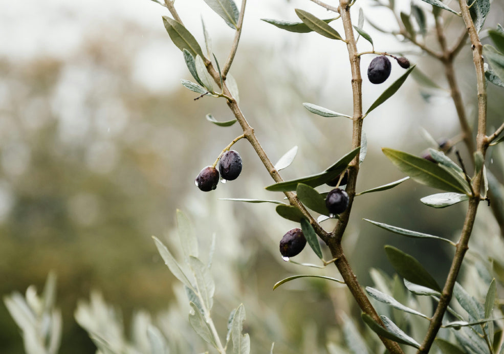 Olive Trees: A Mediterranean Touch for British Gardens. Olive Trees: A Mediterranean Touch for British Gardens.