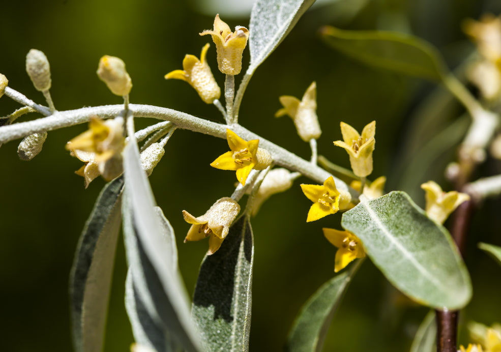 Year-Round Structure and Wildlife Appeal. Year-Round Structure and Wildlife Appeal.