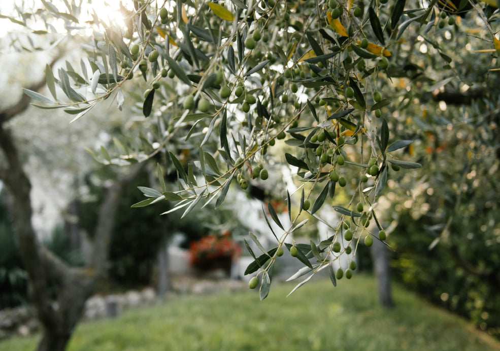 Hardy and Ideal for Containers. Hardy and Ideal for Containers.