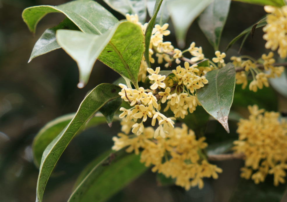 Osmanthus: A Delightful Evergreen with Fragrant Blooms. Osmanthus: A Delightful Evergreen with Fragrant Blooms.