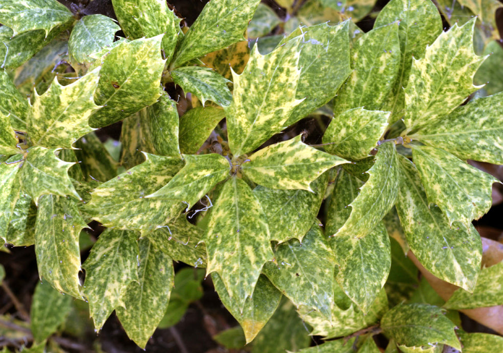 Resilient and Simple to Maintain. Resilient and Simple to Maintain.