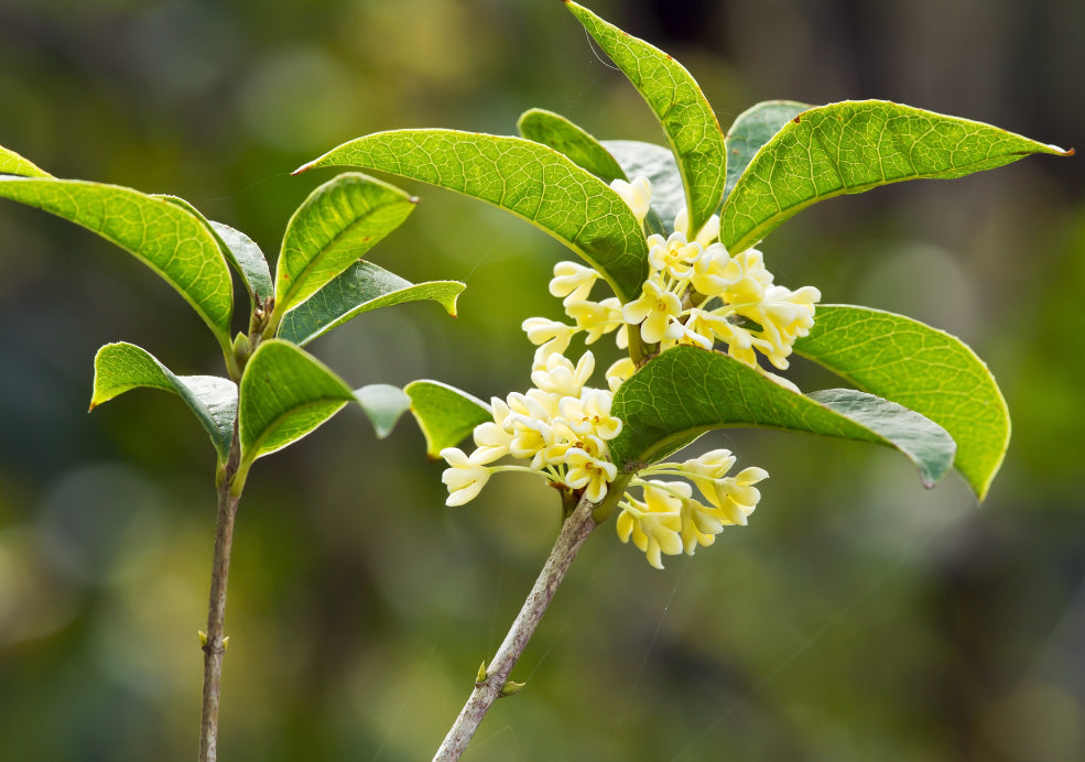 A Wildlife-Friendly Addition. A Wildlife-Friendly Addition.