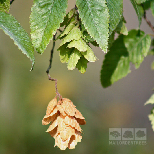 Ostrya carpinifolia - European Hop Hornbeam Tree Ostrya carpinifolia - European Hop Hornbeam Tree