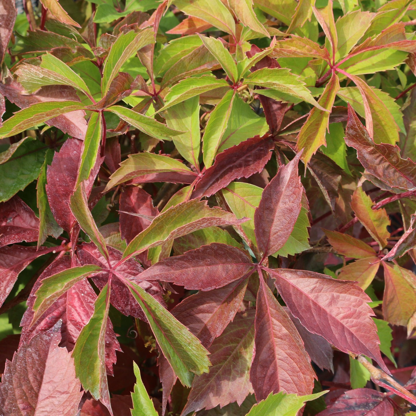 Close-up of vibrant Parthenocissus quinquefolia - Virginia Creeper leaves, a self-clinging climber, displaying green and reddish hues with a five-pointed leaf structure.
