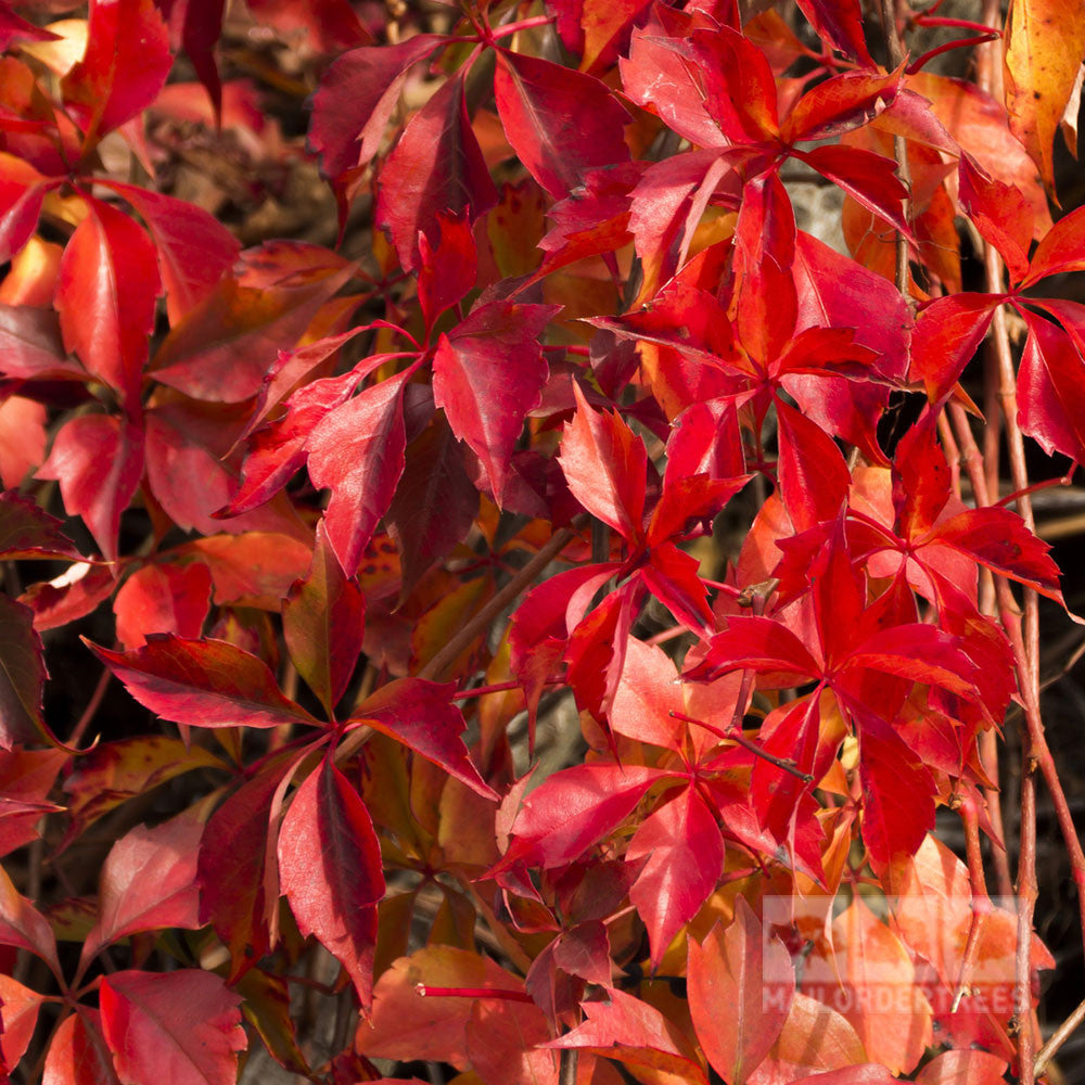 Bright red leaves on the self-clinging Parthenocissus quinquefolia - Virginia Creeper, display early autumn colors.