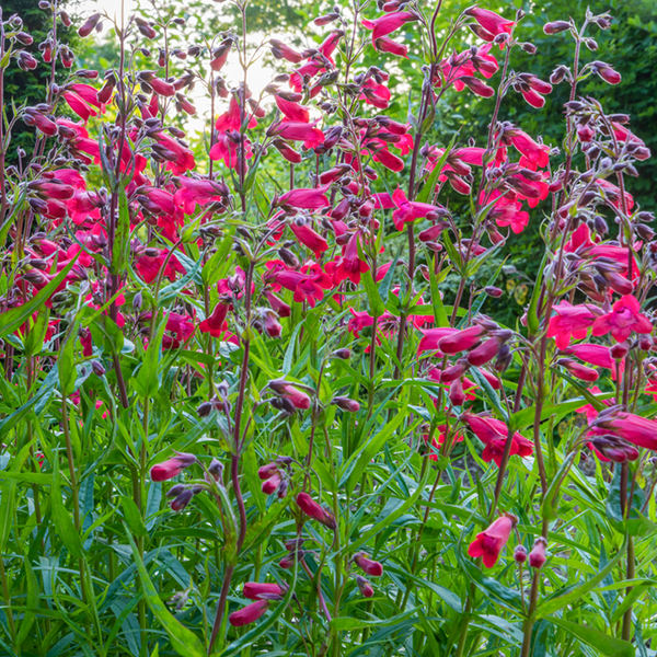 Penstemon Firebird
