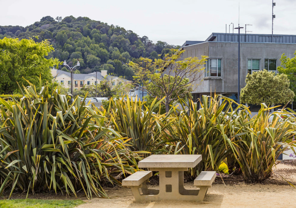 Phormium: Bold Structure with a Touch of the Exotic. Phormium: Bold Structure with a Touch of the Exotic.