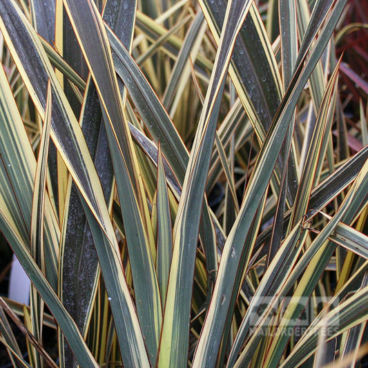 Phormium Alison Blackman - New Zealand Flax Phormium Alison Blackman - New Zealand Flax