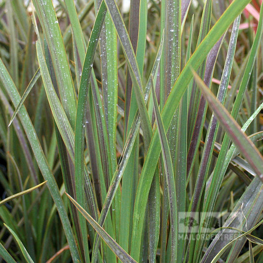 Phormium Co ordination - New Zealand Flax Phormium Co ordination - New Zealand Flax