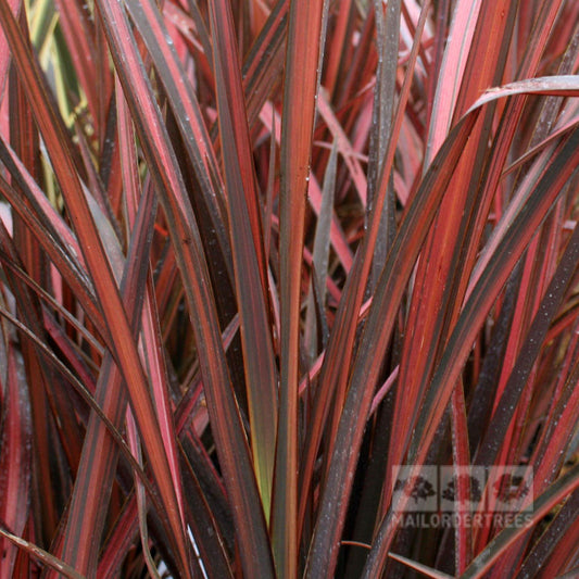 Phormium Evening Glow - New Zealand Flax Phormium Evening Glow - New Zealand Flax