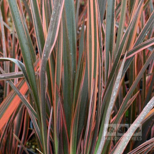 Phormium Flamingo - New Zealand Flax Phormium Flamingo - New Zealand Flax