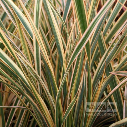 Phormium Golden Ray - New Zealand Flax Phormium Golden Ray - New Zealand Flax