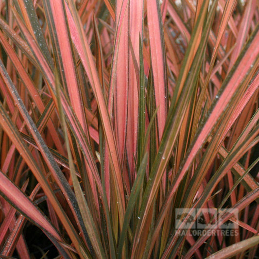 Phormium Pink Panther - New Zealand Flax Phormium Pink Panther - New Zealand Flax