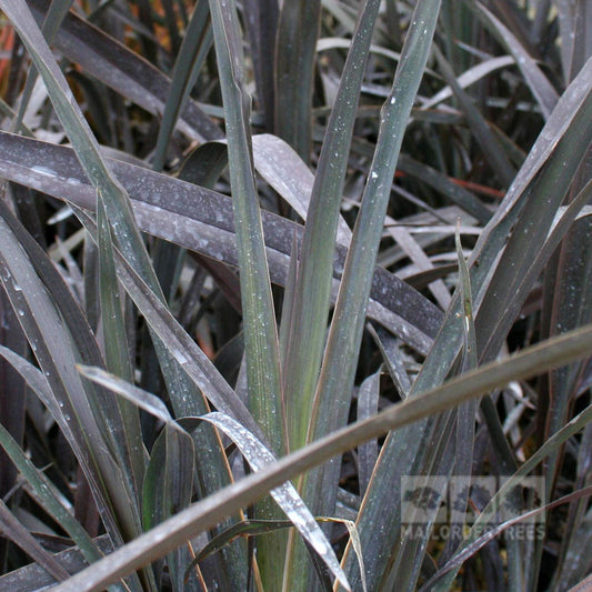 Phormium Platts Black - New Zealand Flax Phormium Platts Black - New Zealand Flax
