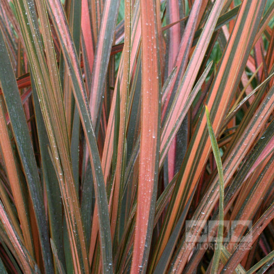 Phormium Rainbow Maiden - New Zealand Flax Phormium Rainbow Maiden - New Zealand Flax