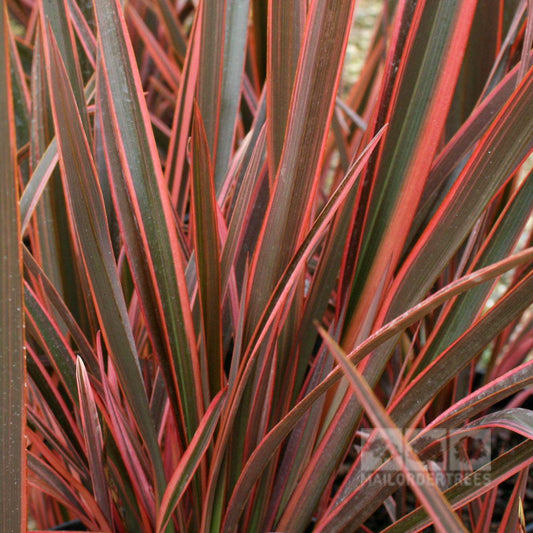 Phormium Sundowner - New Zealand Flax Phormium Sundowner - New Zealand Flax