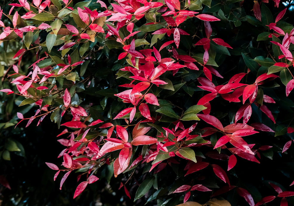 Simple to Maintain and Highly Versatile. Simple to Maintain and Highly Versatile.