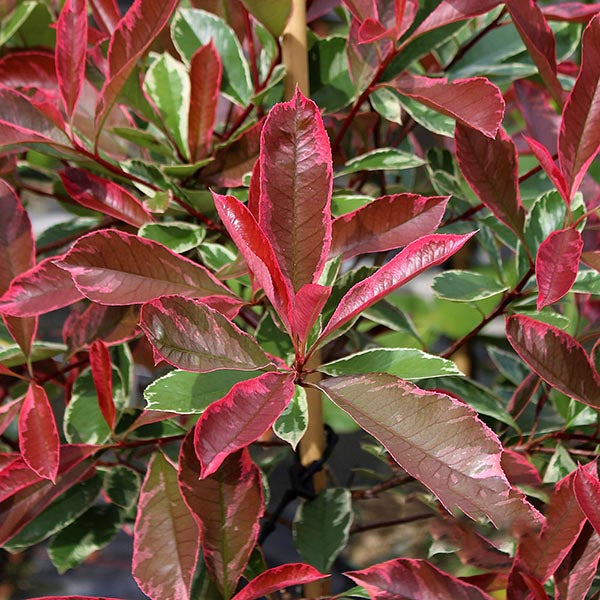Photinia Pink Marble