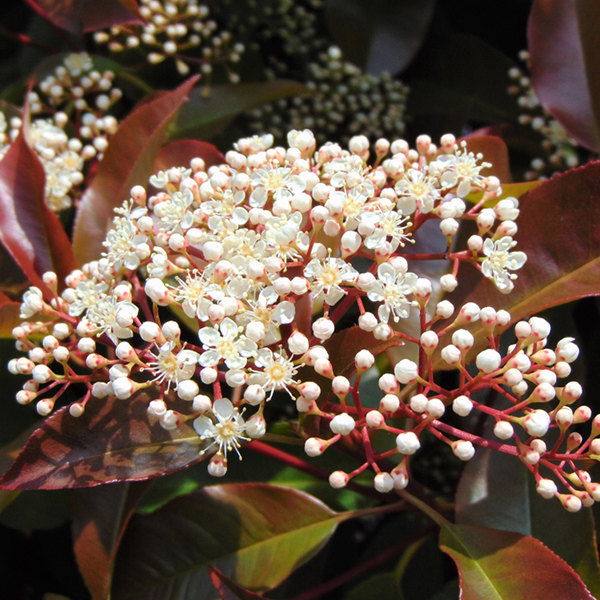 Clusters of small white flowers adorn the Photinia Red Robin, their delicate blooms contrasting beautifully with its reddish leaves, creating a stunning display on this vibrant evergreen tree.