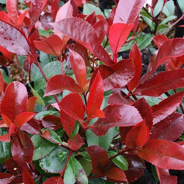 Close-up of vibrant red leaves with glossy surfaces, surrounded by darker green foliage, offers a striking display characteristic of the unusual foliage of a Photinia Red Robin - Red Robin Tree.
