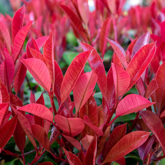 Photinia Red Robin - Red Robin Tree Photinia Red Robin - Red Robin Tree
