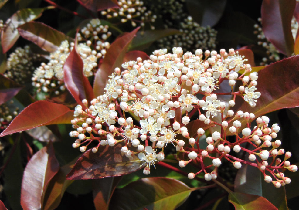 A Wildlife-Friendly and Weather-Resilient Choice. A Wildlife-Friendly and Weather-Resilient Choice.