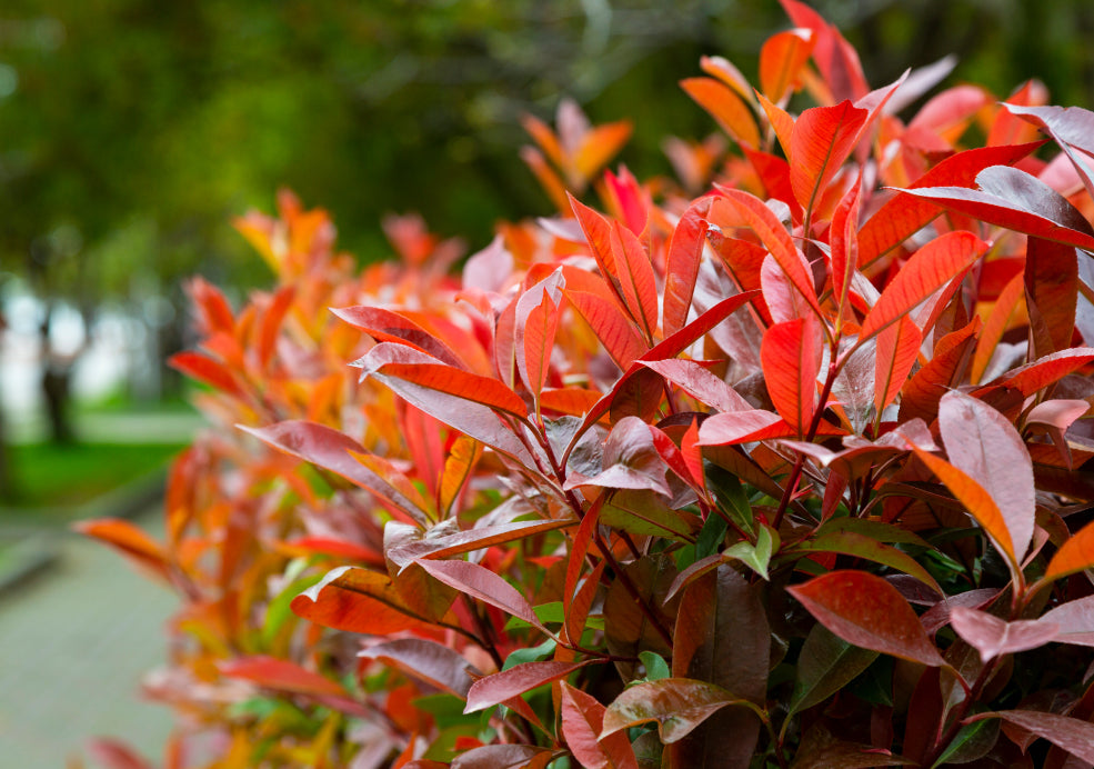 Photinia: A Splash of Year-Round Colour Photinia: A Splash of Year-Round Colour