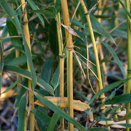 Phyllostachy spectabilis - Golden Groove Bamboo Phyllostachy spectabilis - Golden Groove Bamboo