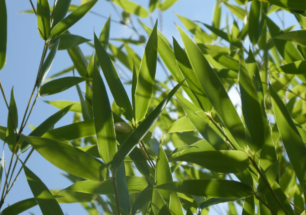 A Wildlife-Friendly and Year-Round Feature. A Wildlife-Friendly and Year-Round Feature.