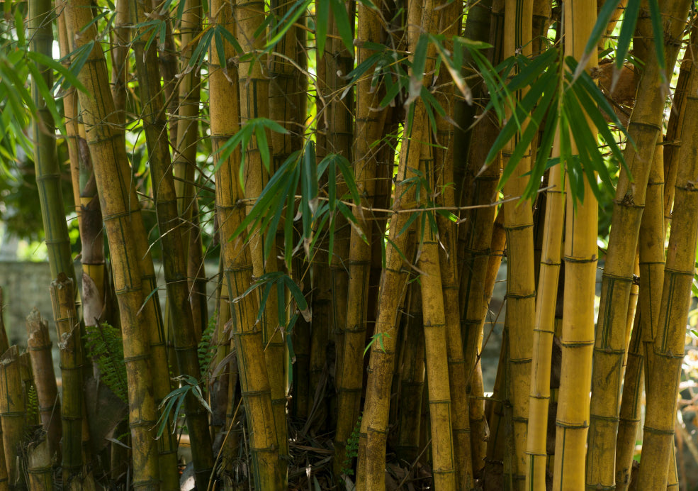 Hardy and Fast-Growing. Hardy and Fast-Growing.