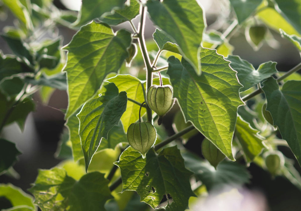 Tough, Versatile, and Low-Care. Tough, Versatile, and Low-Care.