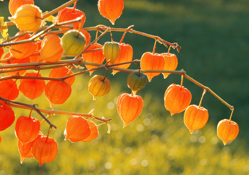 Physalis: A Unique Plant with Decorative Lanterns. Physalis: A Unique Plant with Decorative Lanterns.