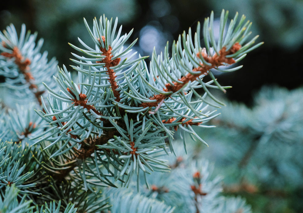 Picea: A Stately Conifer with Year-Round Appeal. Picea: A Stately Conifer with Year-Round Appeal.