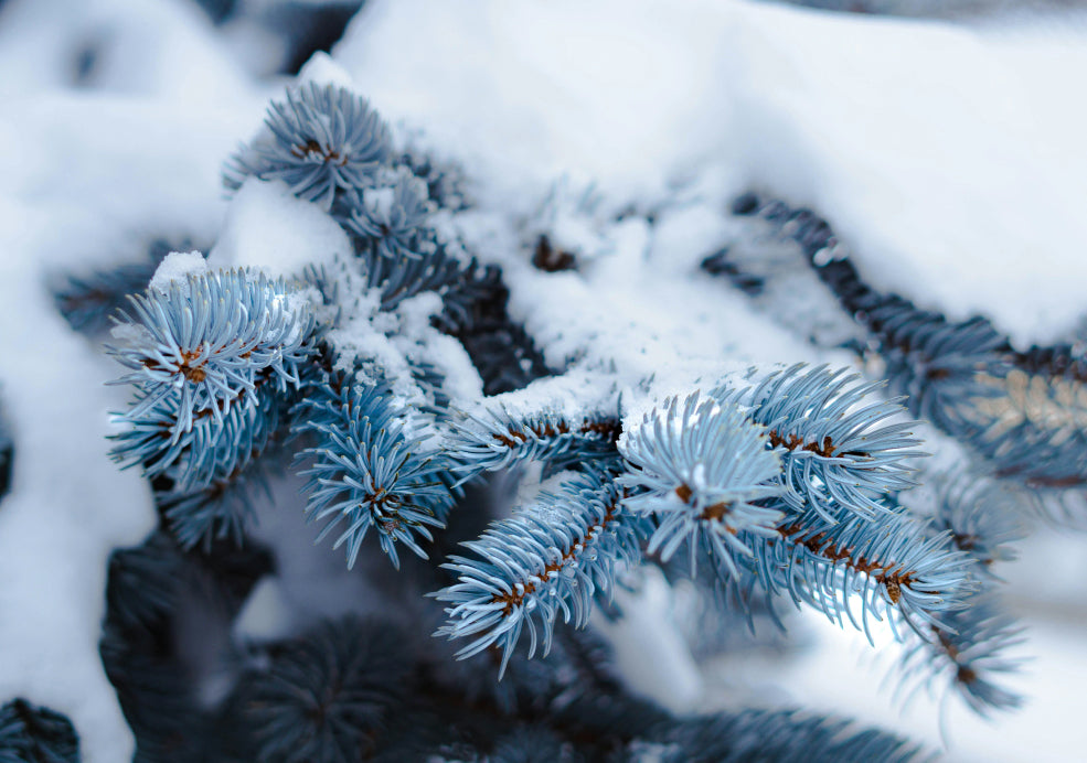 Winter Shelter and Wildlife Appeal. Winter Shelter and Wildlife Appeal.