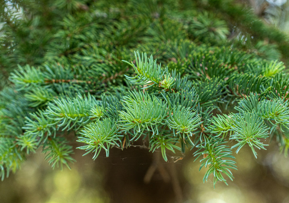 Hardy and Suited to Varied Conditions. Hardy and Suited to Varied Conditions.