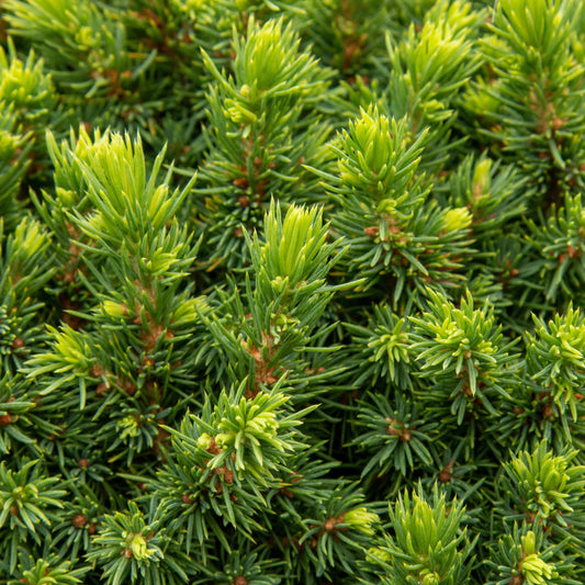 Picea glauca Lilliput - Spruce Picea glauca Lilliput - Spruce