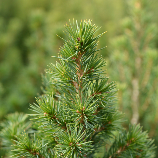 Picea glauca Perfecta - Spruce Picea glauca Perfecta - Spruce