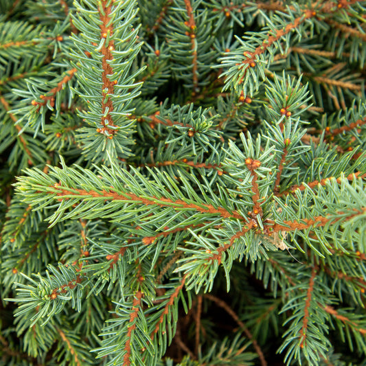 Picea mariana Nana - Dwarf black spruce Picea mariana Nana - Dwarf black spruce