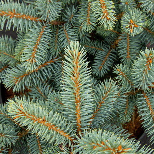 Picea pungens Blue Trinket - Colorado Spruce Picea pungens Blue Trinket - Colorado Spruce