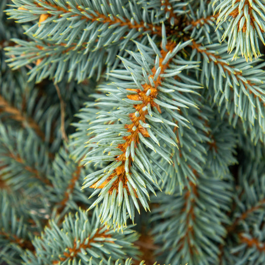 Picea pungens Blue Trinket - Colorado Spruce Picea pungens Blue Trinket - Colorado Spruce