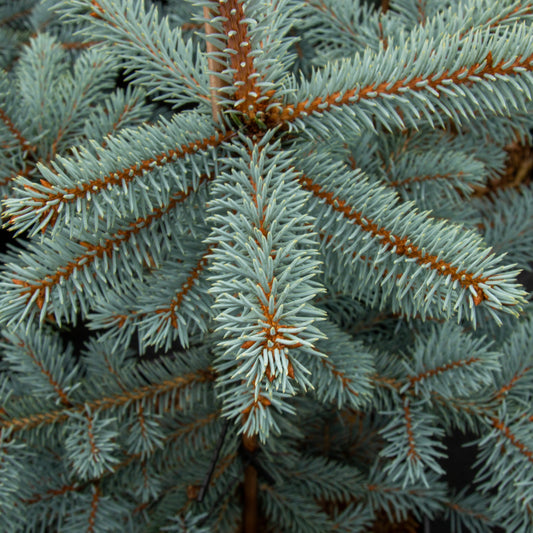 Picea pungens Erich Frahm - Colorado Spruce Picea pungens Erich Frahm - Colorado Spruce