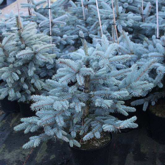 Picea pungens Fat Albert - Colorado Spruce Fat Albert Picea pungens Fat Albert - Colorado Spruce Fat Albert