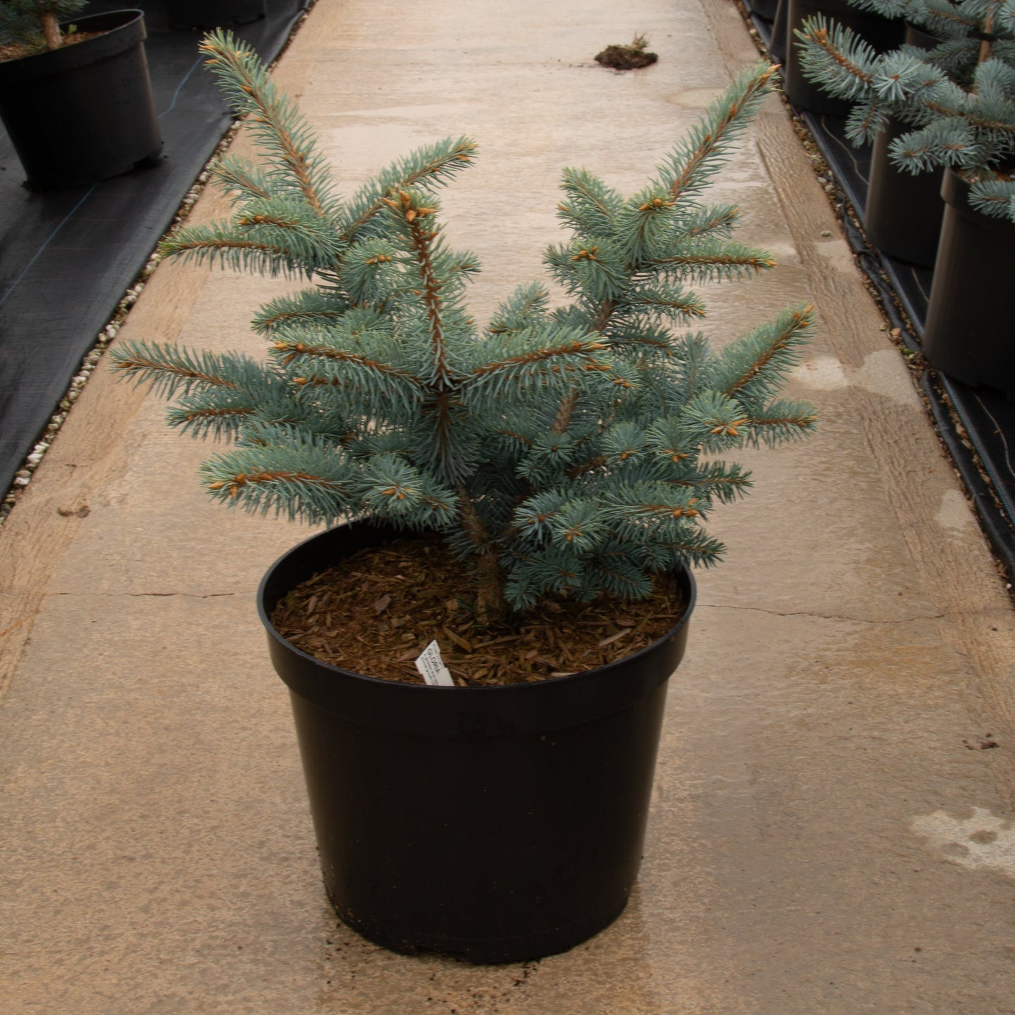 A potted Picea pungens Gloria, a Colorado Spruce with blue-green needles, sits gracefully on a paved walkway in a greenhouse.